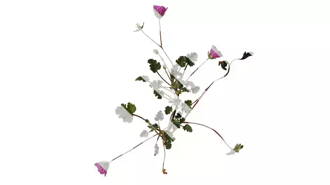 Anydrafts Erodium flore pleno Atlas 01