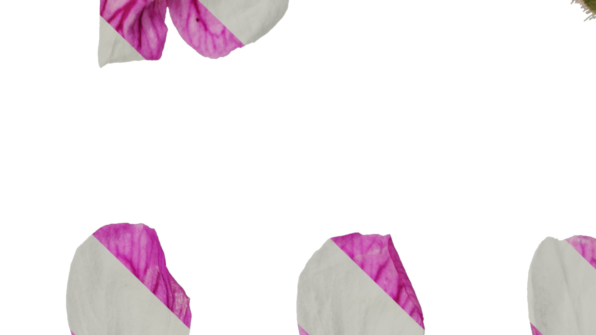 Anydrafts Erodium flore pleno Flower 01 Texture_3