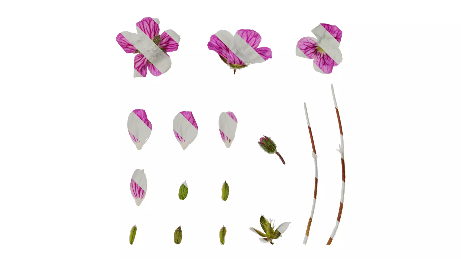 Anydrafts Erodium flore pleno Flower 01 Texture_0