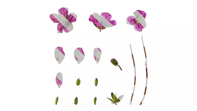 Anydrafts Erodium flore pleno Flower 01