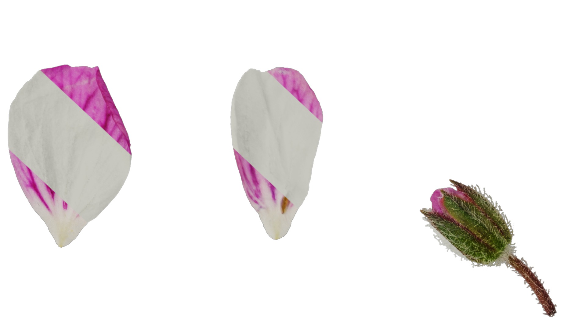 Anydrafts Erodium flore pleno Flower 01 Texture_7