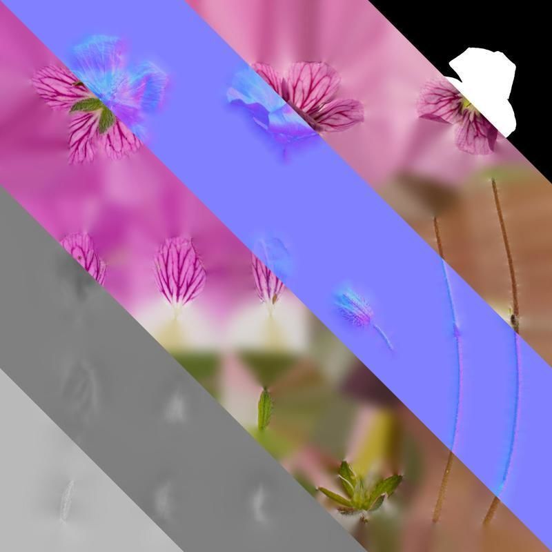 Anydrafts Erodium flore pleno Flower 01 Texture_8