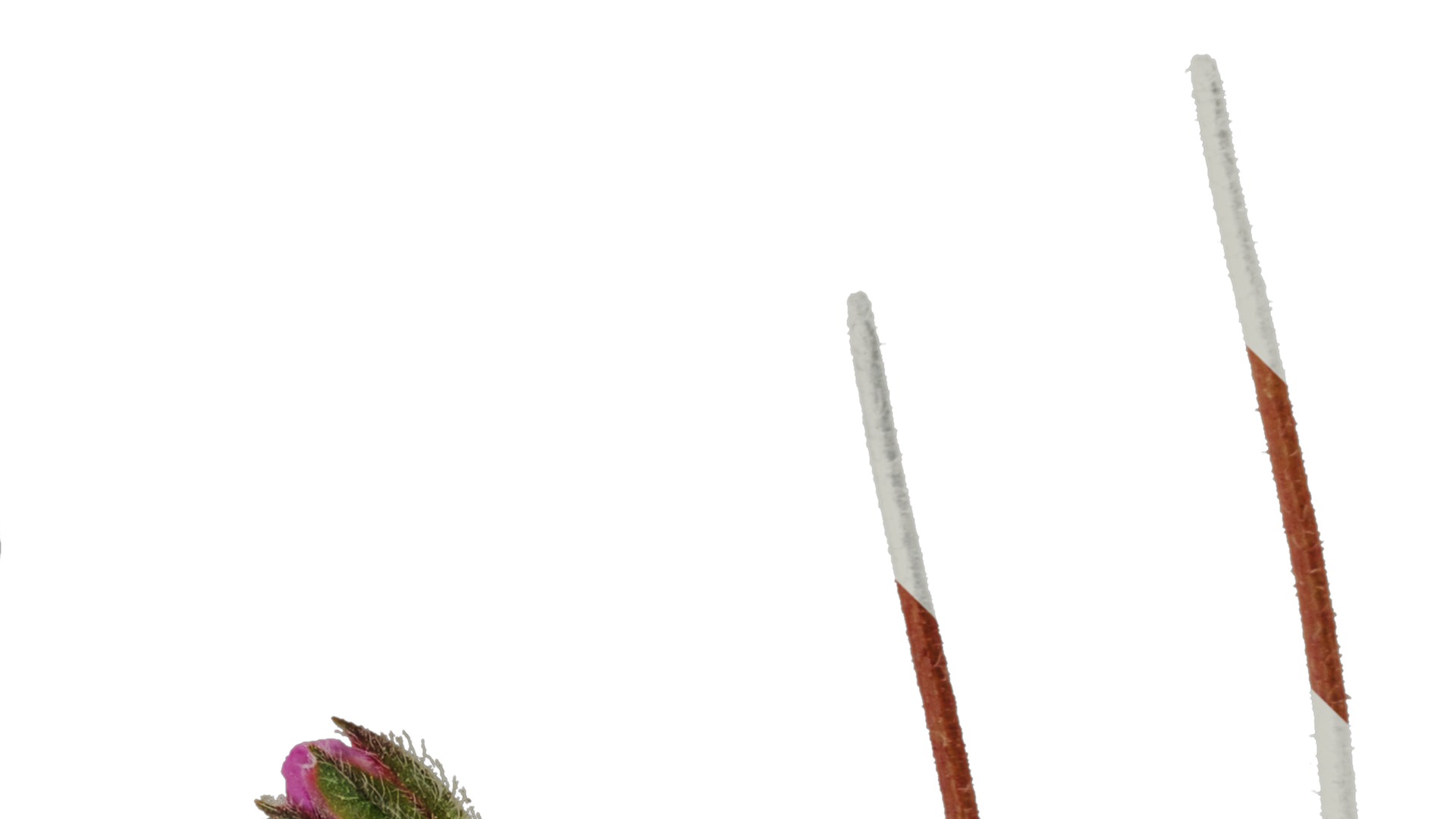 Anydrafts Erodium flore pleno Flower 01 Texture_4