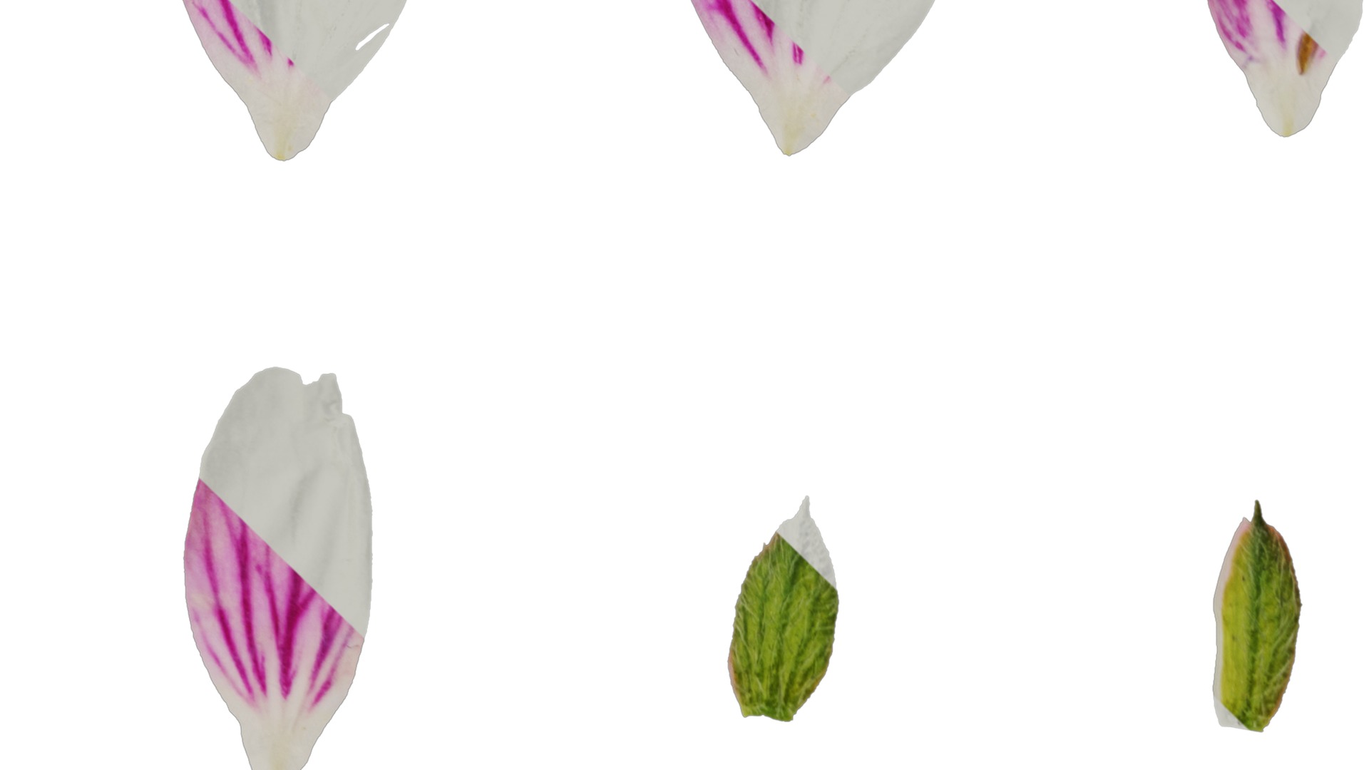 Anydrafts Erodium flore pleno Flower 01 Texture_5