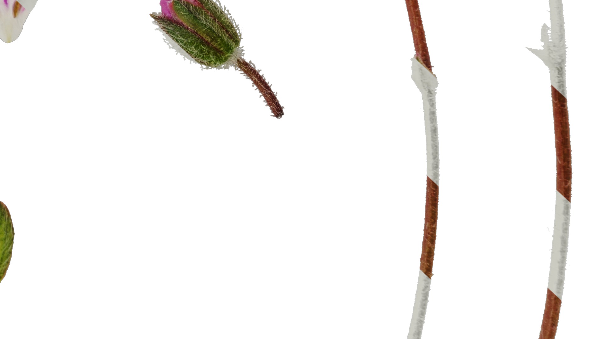 Anydrafts Erodium flore pleno Flower 01 Texture_6