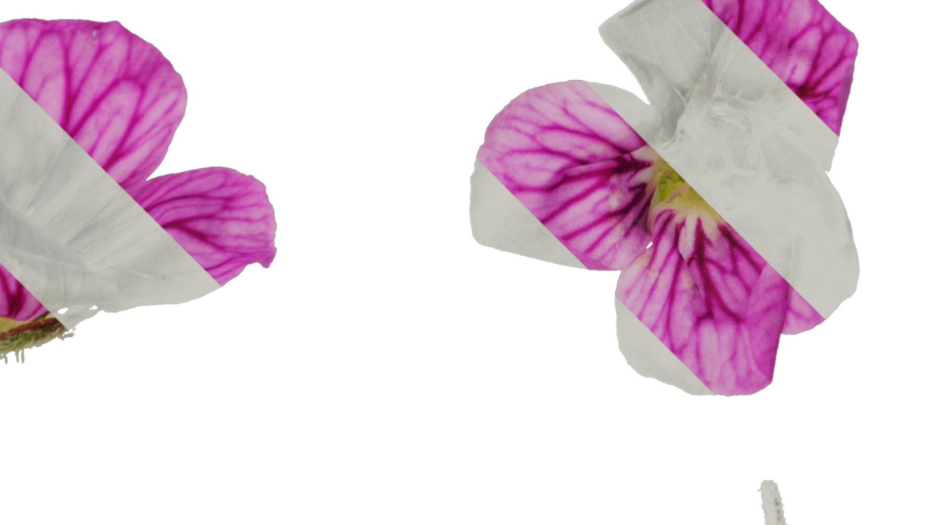 Anydrafts Erodium flore pleno Flower 01 Texture_2