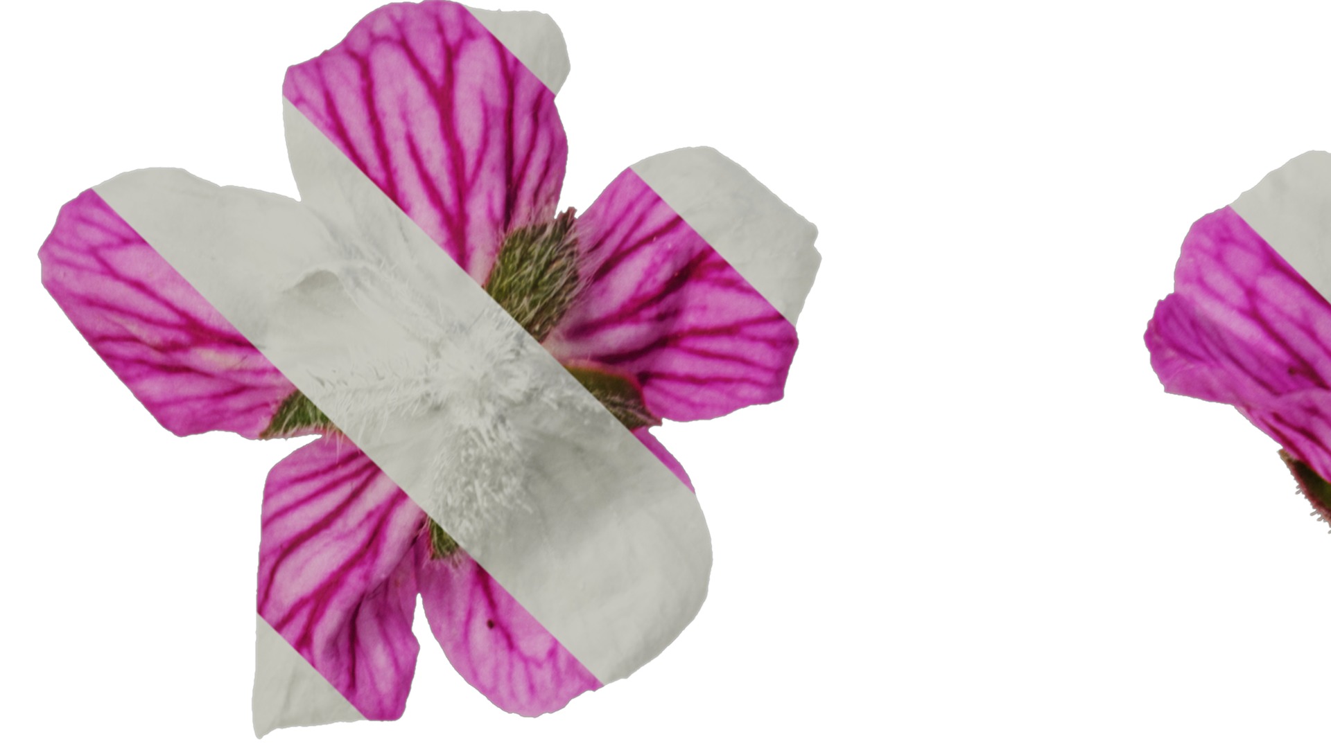 Anydrafts Erodium flore pleno Flower 01 Texture_1