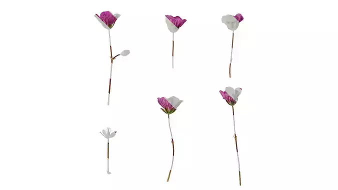 Anydrafts Erodium flore pleno Flower 02