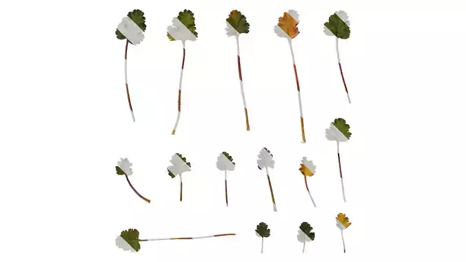 Anydrafts Erodium flore pleno Leaf 01