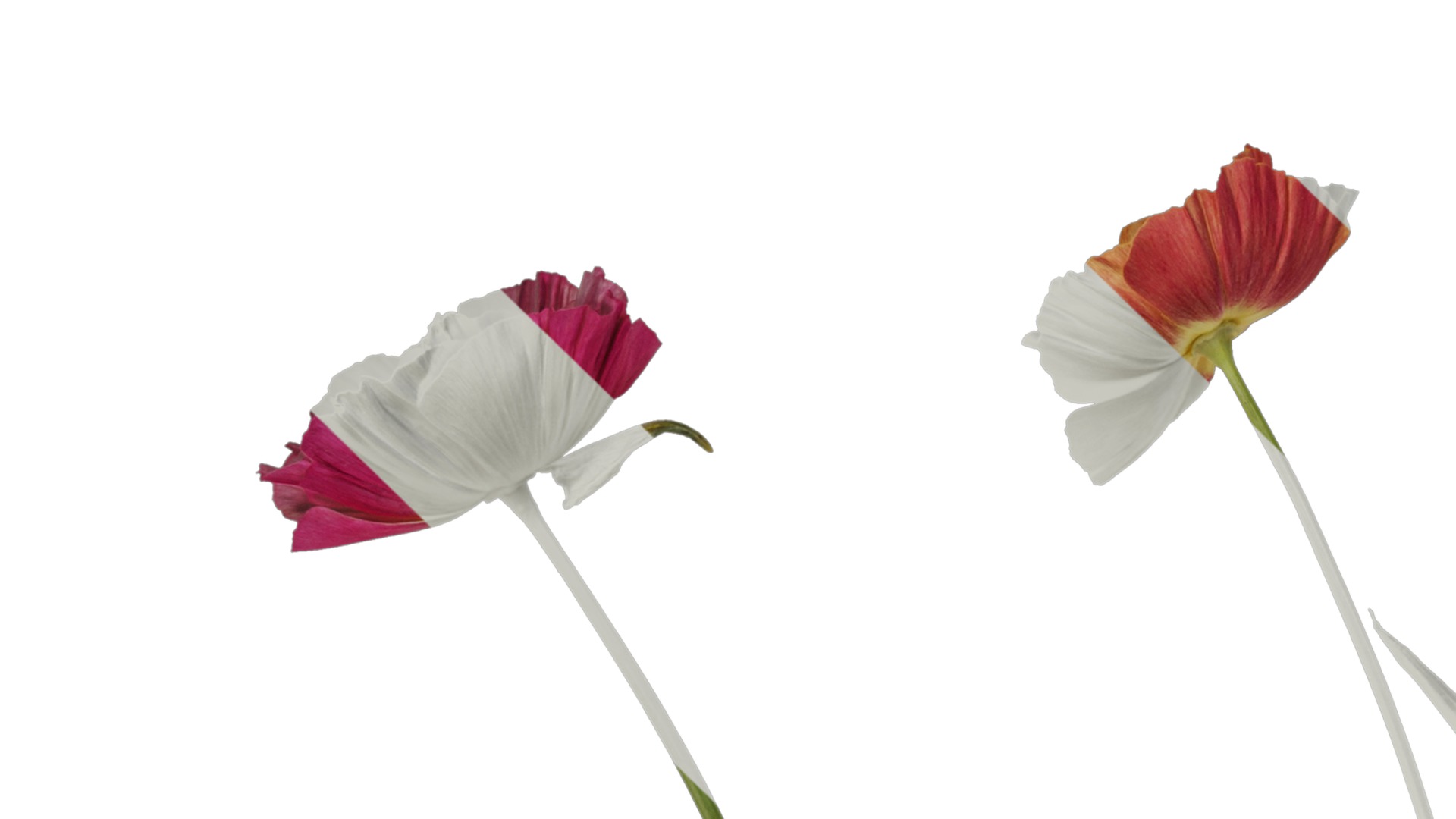 Anydrafts Eschscholzia californica Atlas 04 Texture_1