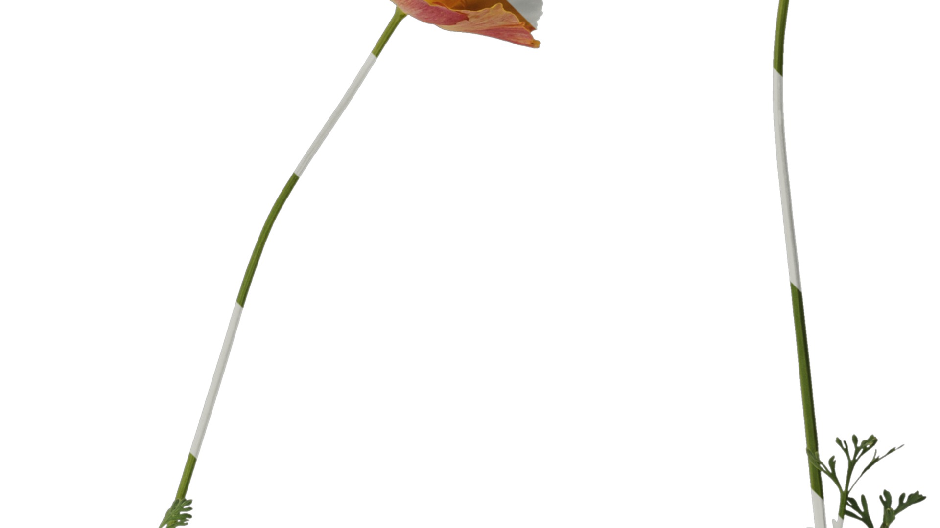 Anydrafts Eschscholzia californica Atlas 04 Texture_2