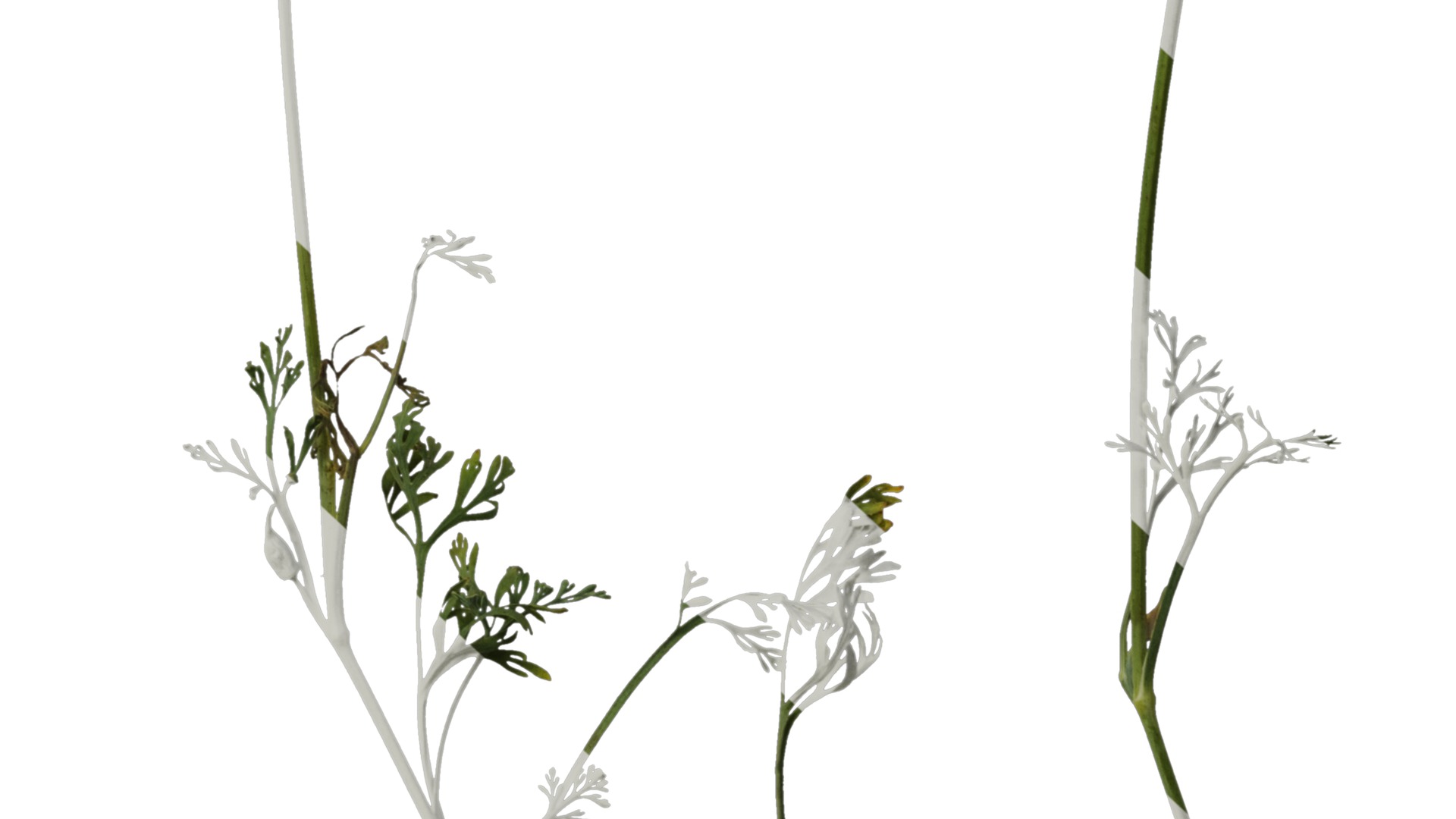 Anydrafts Eschscholzia californica Atlas 04 Texture_6