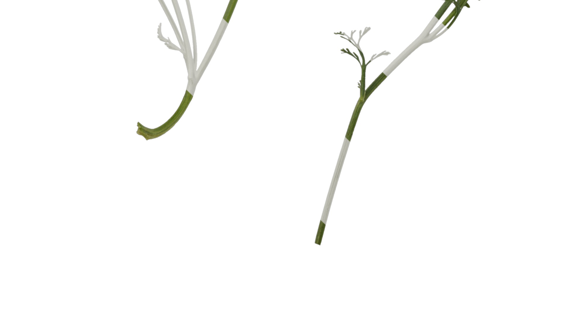 Anydrafts Eschscholzia californica Atlas 04 Texture_5