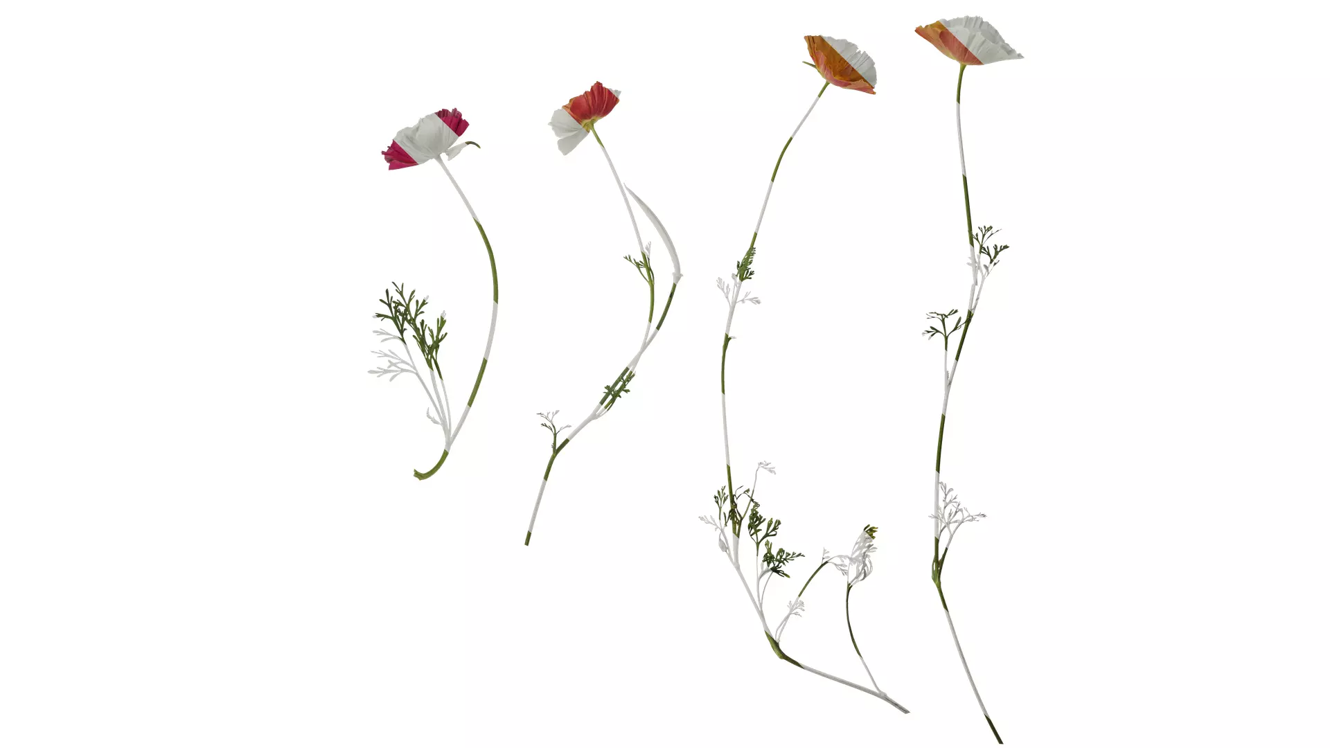 Anydrafts Eschscholzia californica Atlas 04 Texture_0