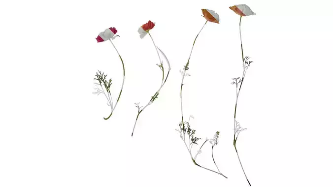 Anydrafts Eschscholzia californica Atlas 04