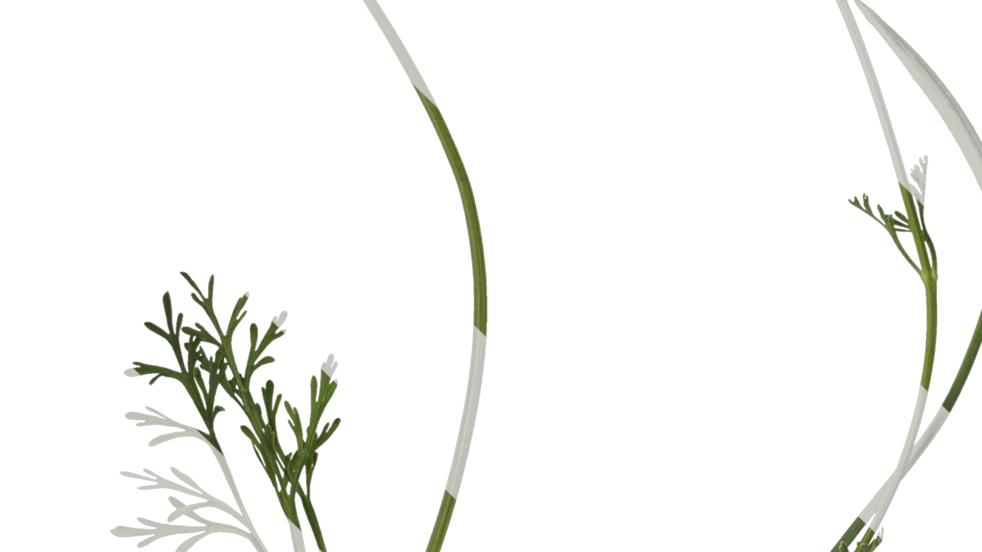 Anydrafts Eschscholzia californica Atlas 04 Texture_3