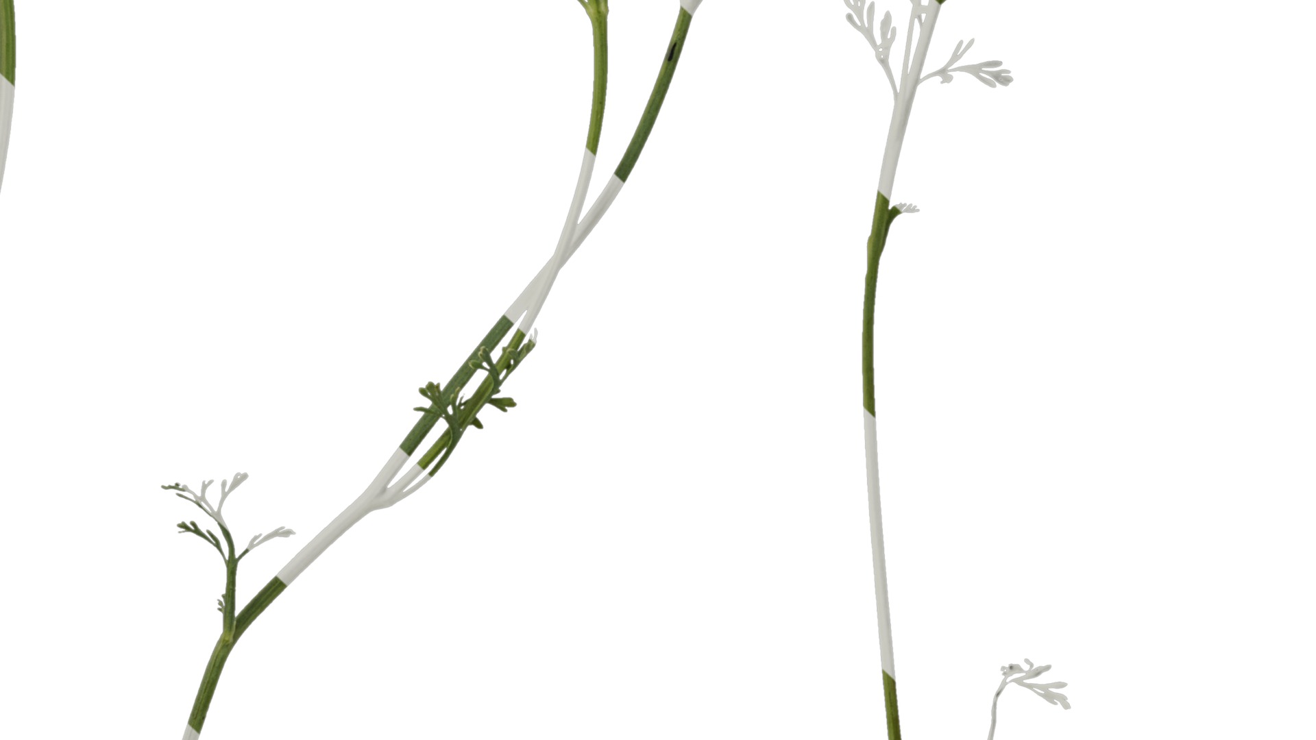 Anydrafts Eschscholzia californica Atlas 04 Texture_7