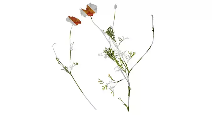 Anydrafts Eschscholzia californica Atlas 05