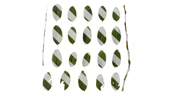 Anydrafts Dalbergia hupeana Leaf 01