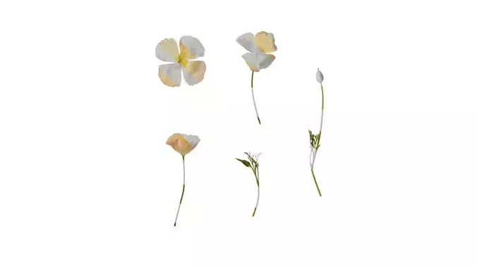 Anydrafts Eschscholzia californica Atlas 06