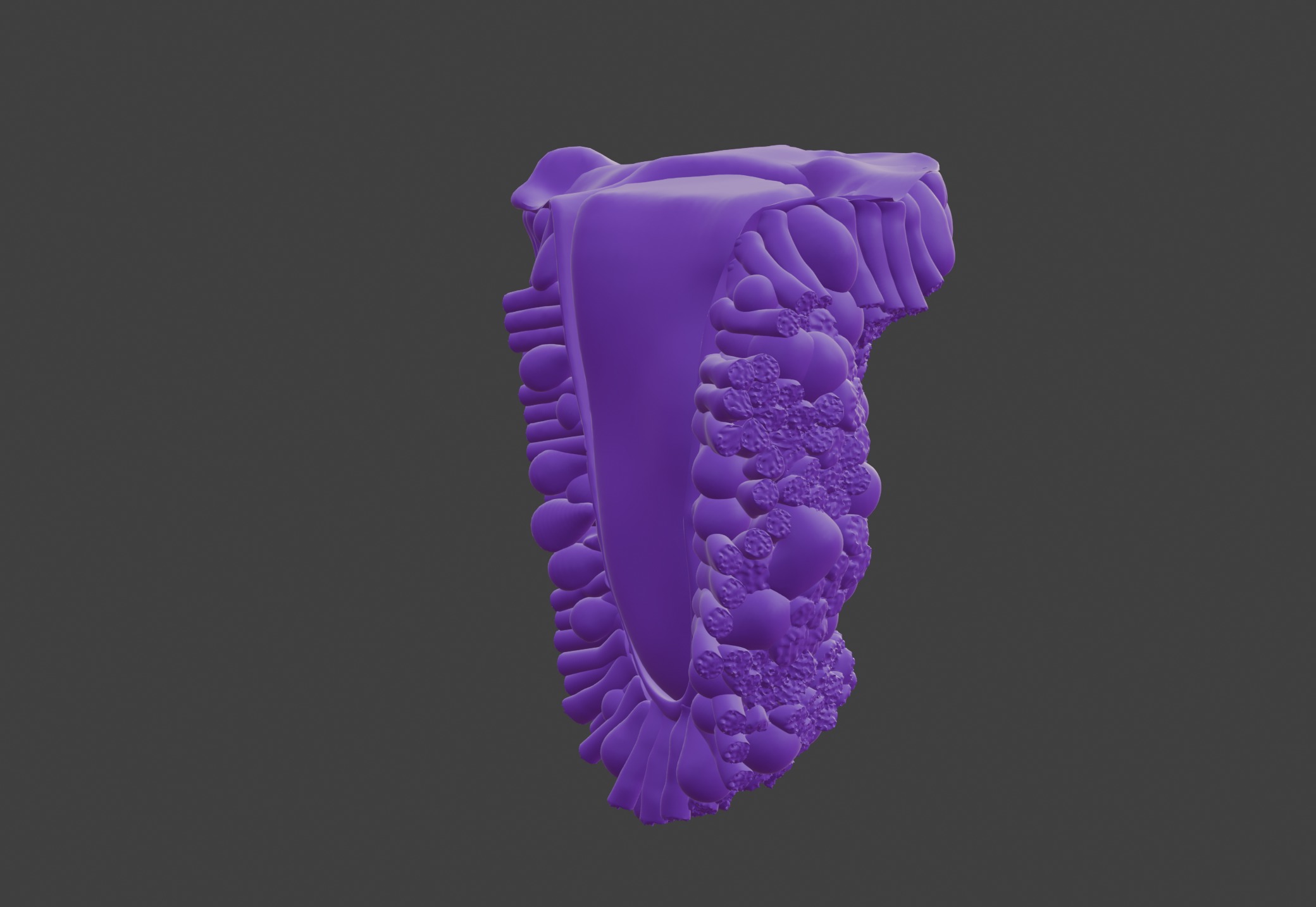 3D Model of the Epithelium of the Duodenum v2 3D print model_6
