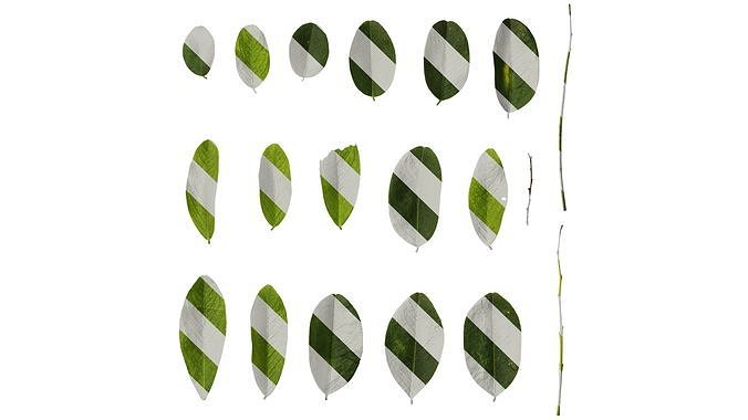 Anydrafts Dalbergia hupeana Leaf 02 Texture