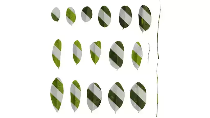 Anydrafts Dalbergia hupeana Leaf 02