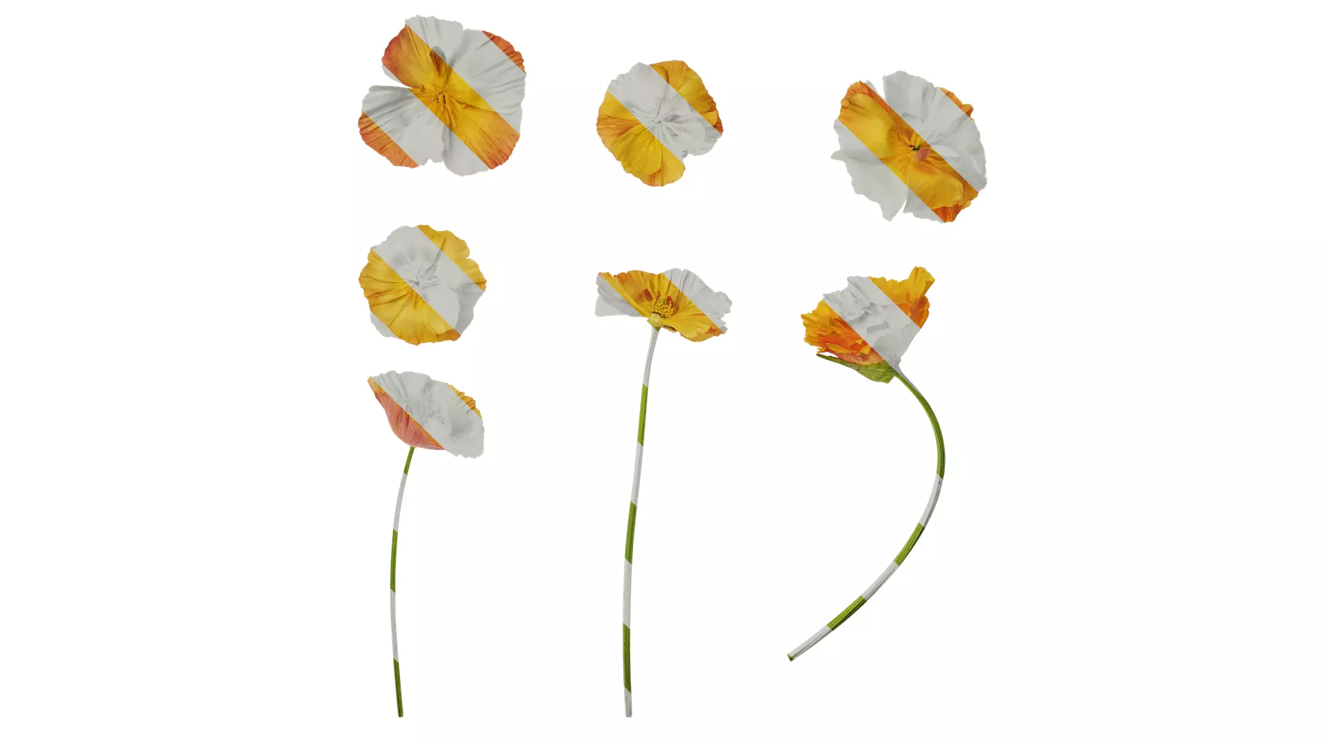 Anydrafts Eschscholzia californica Flower 05 Texture_0