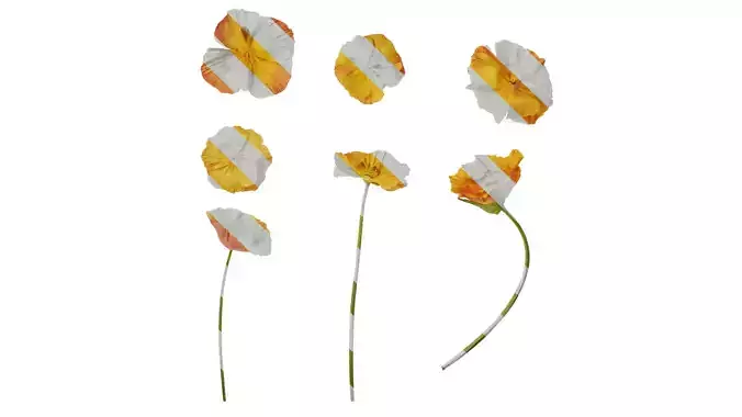 Anydrafts Eschscholzia californica Flower 05