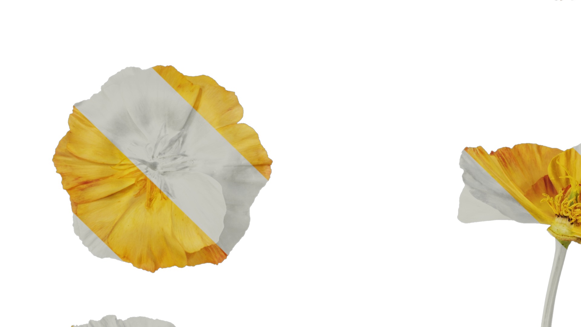 Anydrafts Eschscholzia californica Flower 05 Texture_3