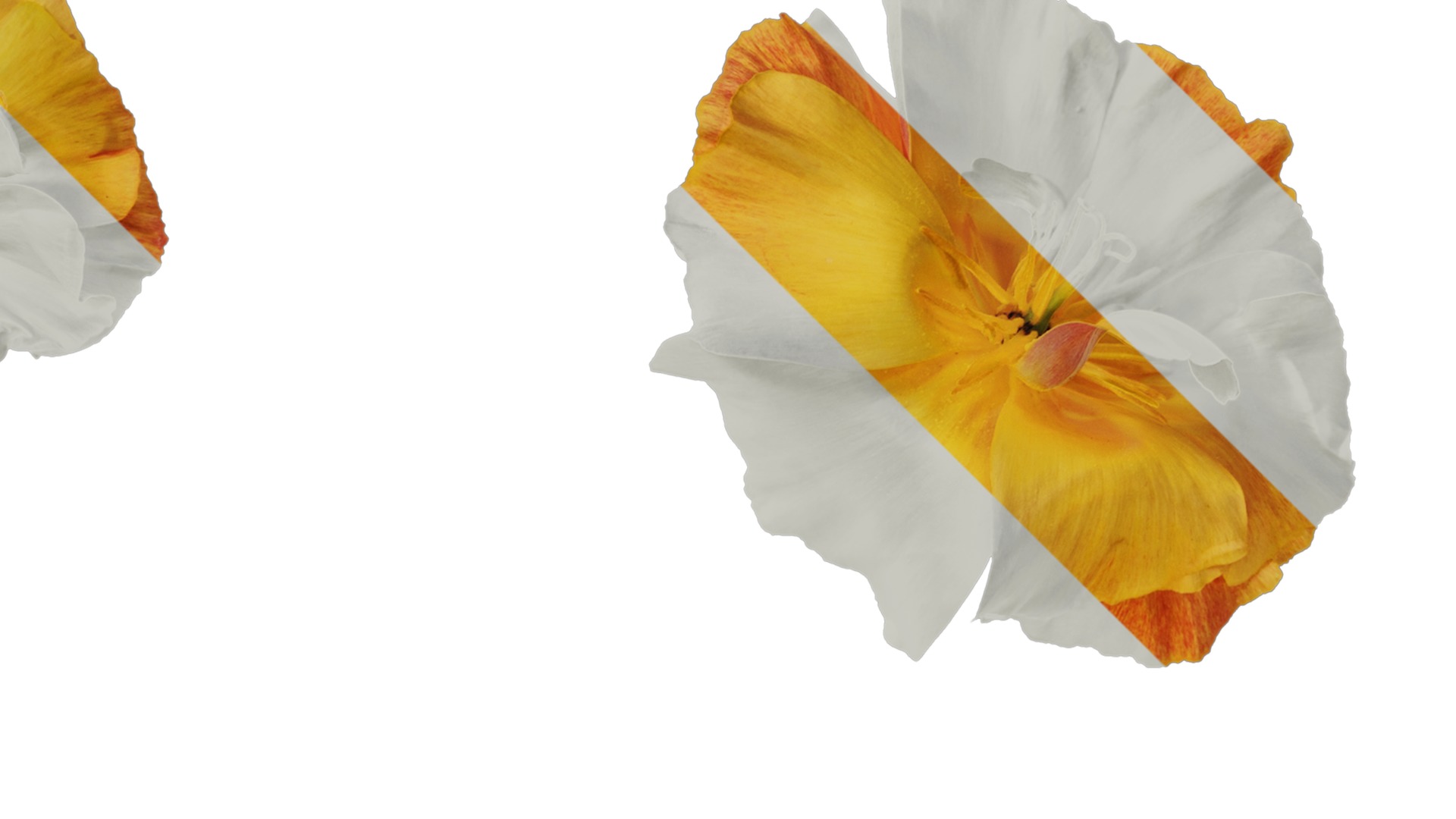 Anydrafts Eschscholzia californica Flower 05 Texture_2