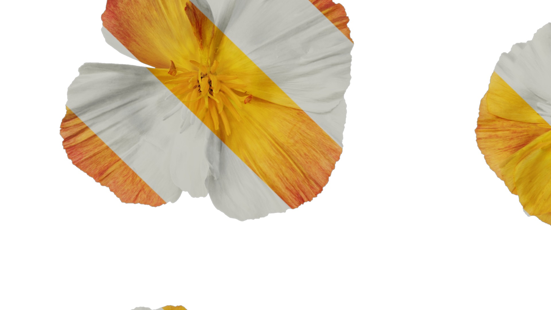 Anydrafts Eschscholzia californica Flower 05 Texture_1