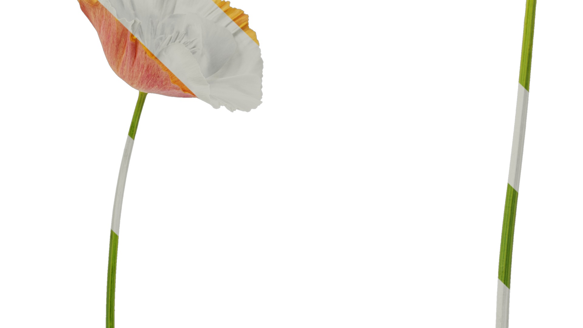 Anydrafts Eschscholzia californica Flower 05 Texture_5