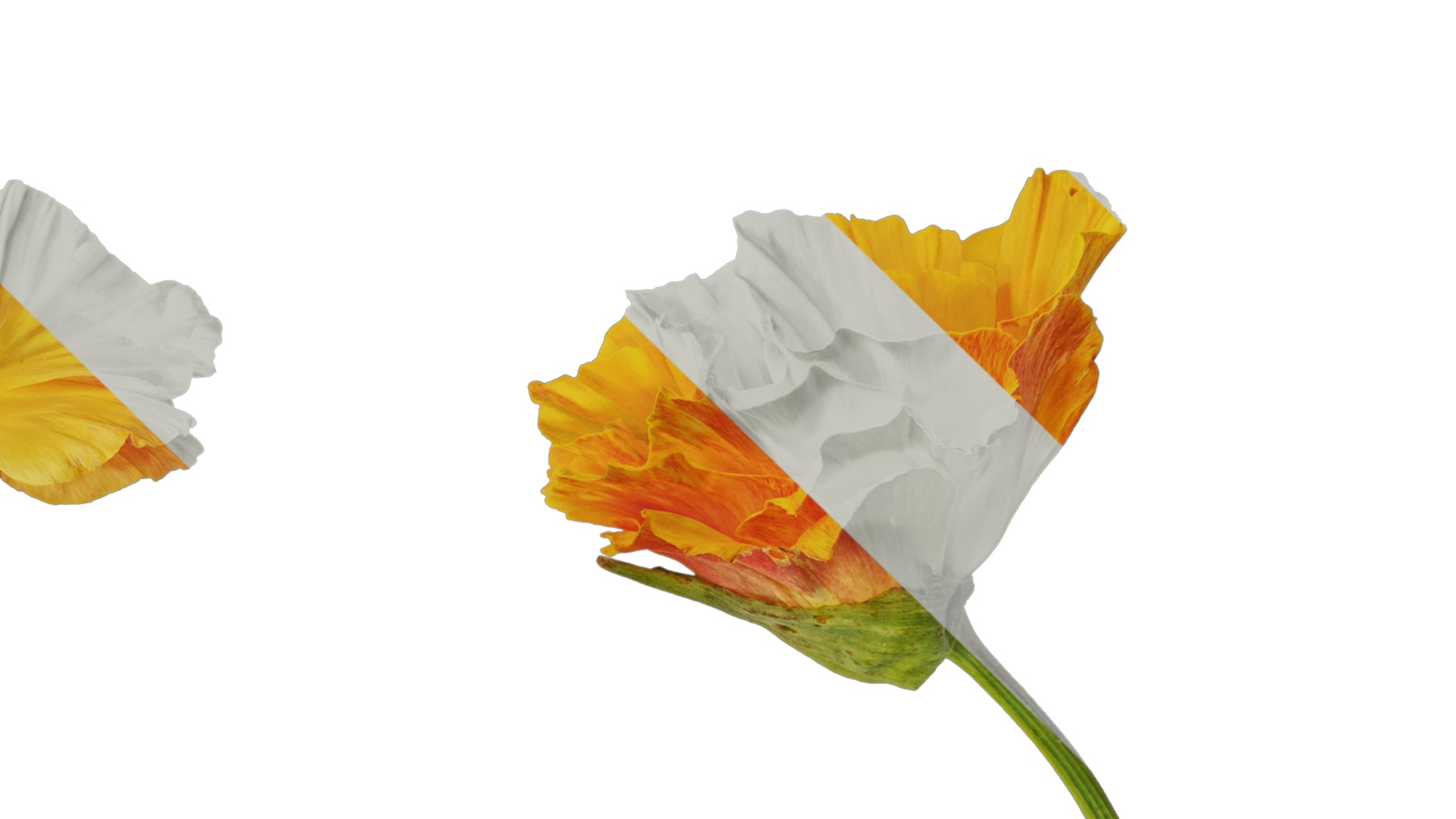 Anydrafts Eschscholzia californica Flower 05 Texture_4