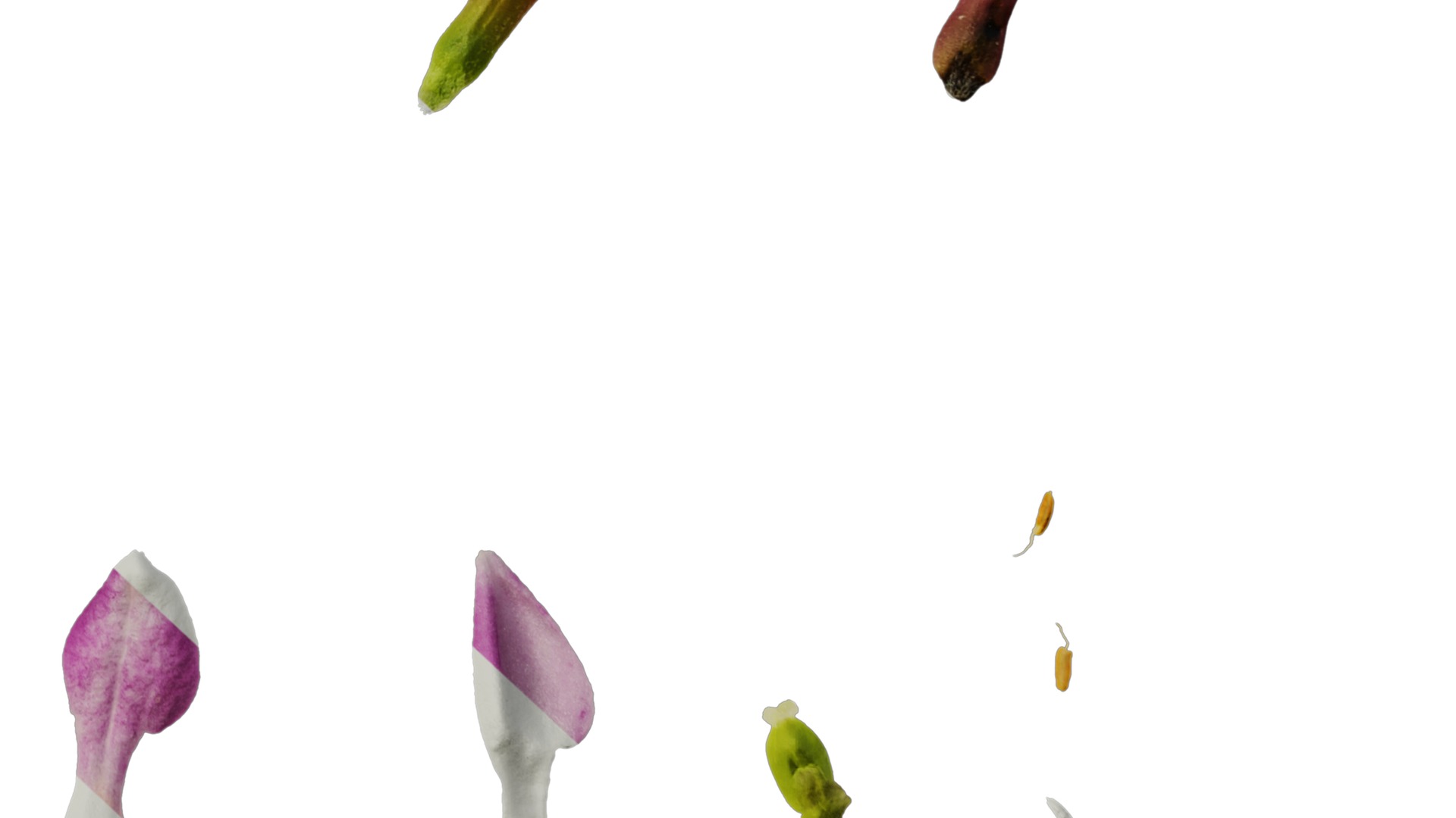 Anydrafts Daphne odora marginata Flower 01 Texture_6