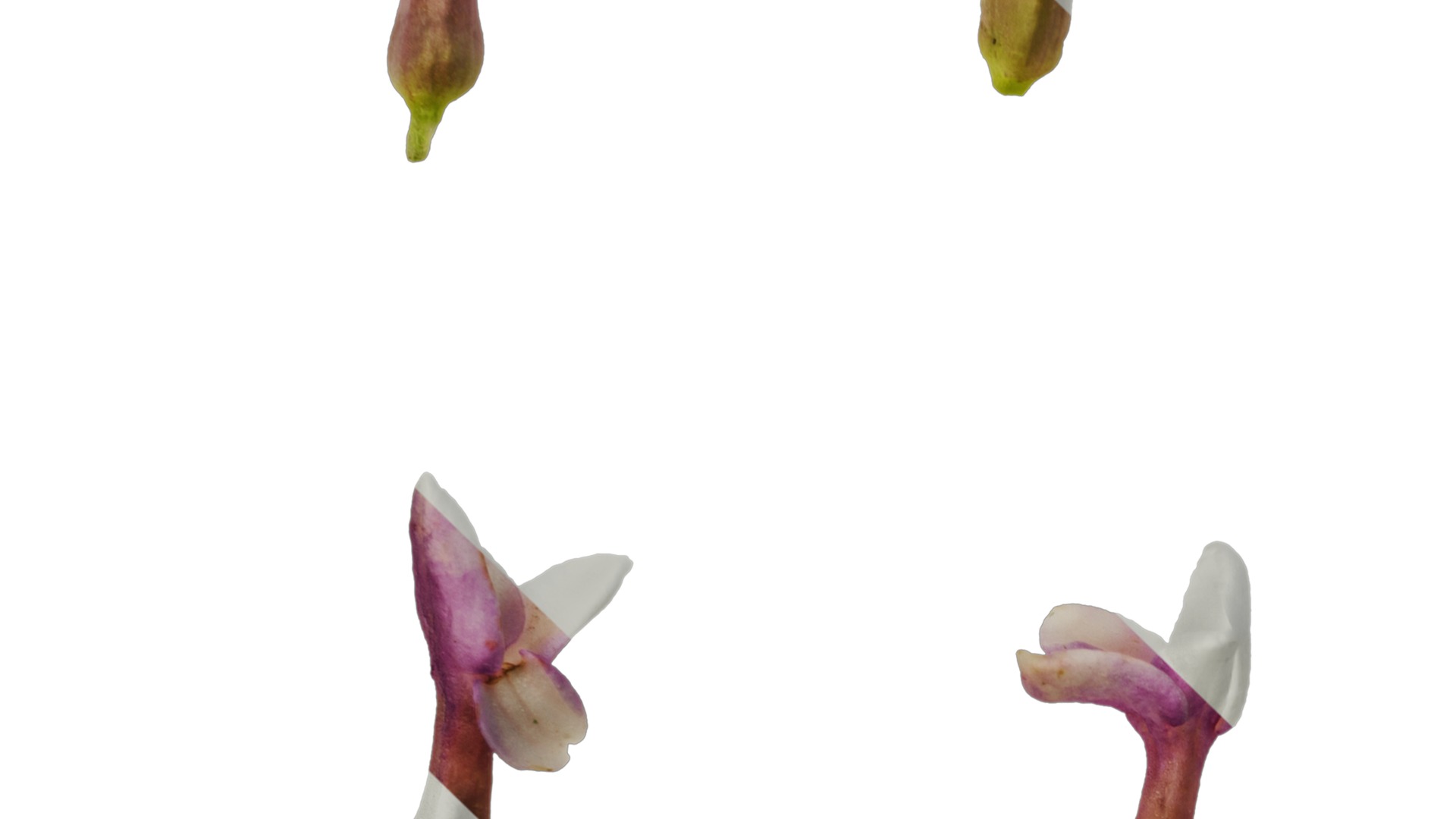 Anydrafts Daphne odora marginata Flower 01 Texture_3