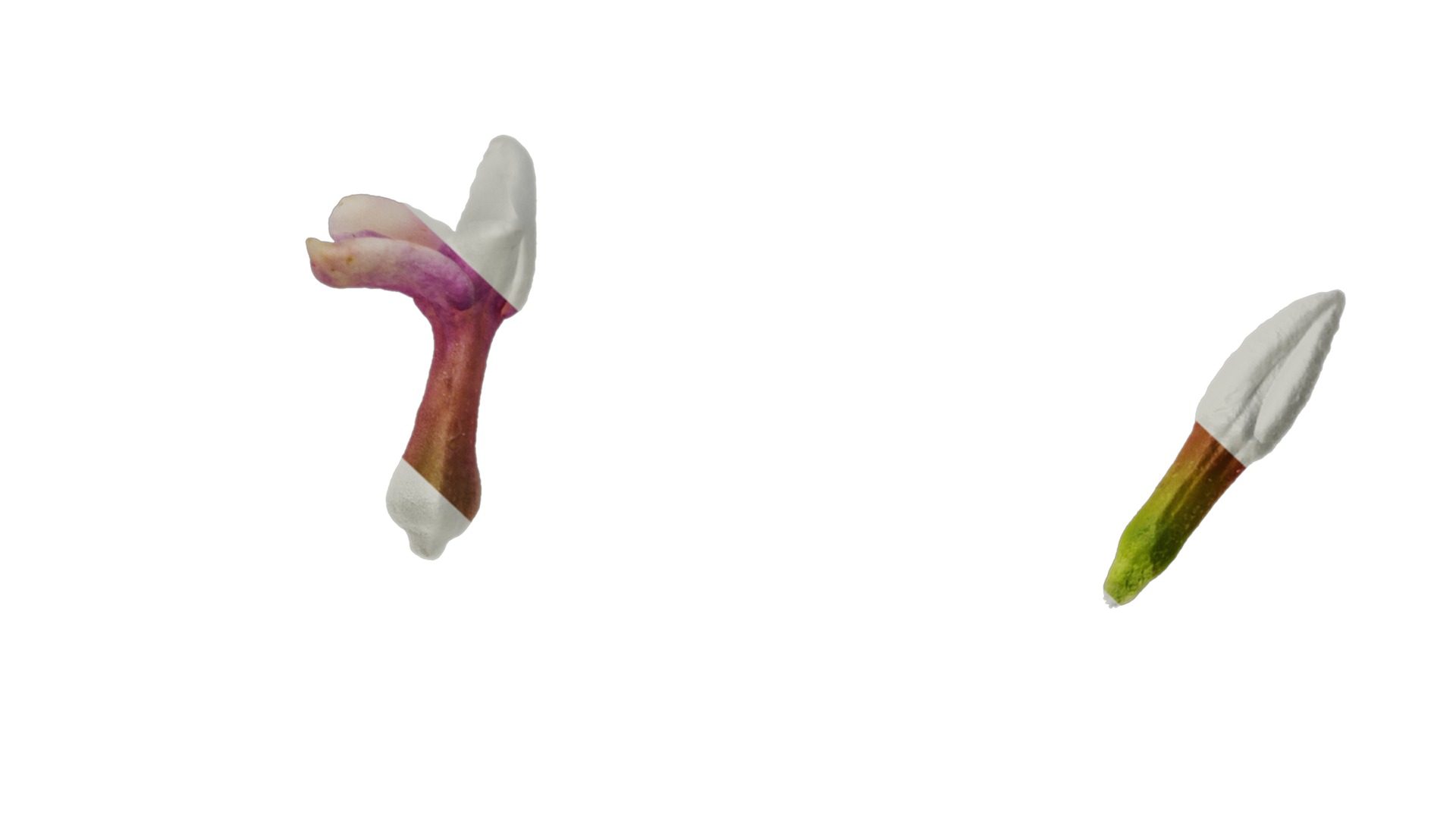 Anydrafts Daphne odora marginata Flower 01 Texture_7