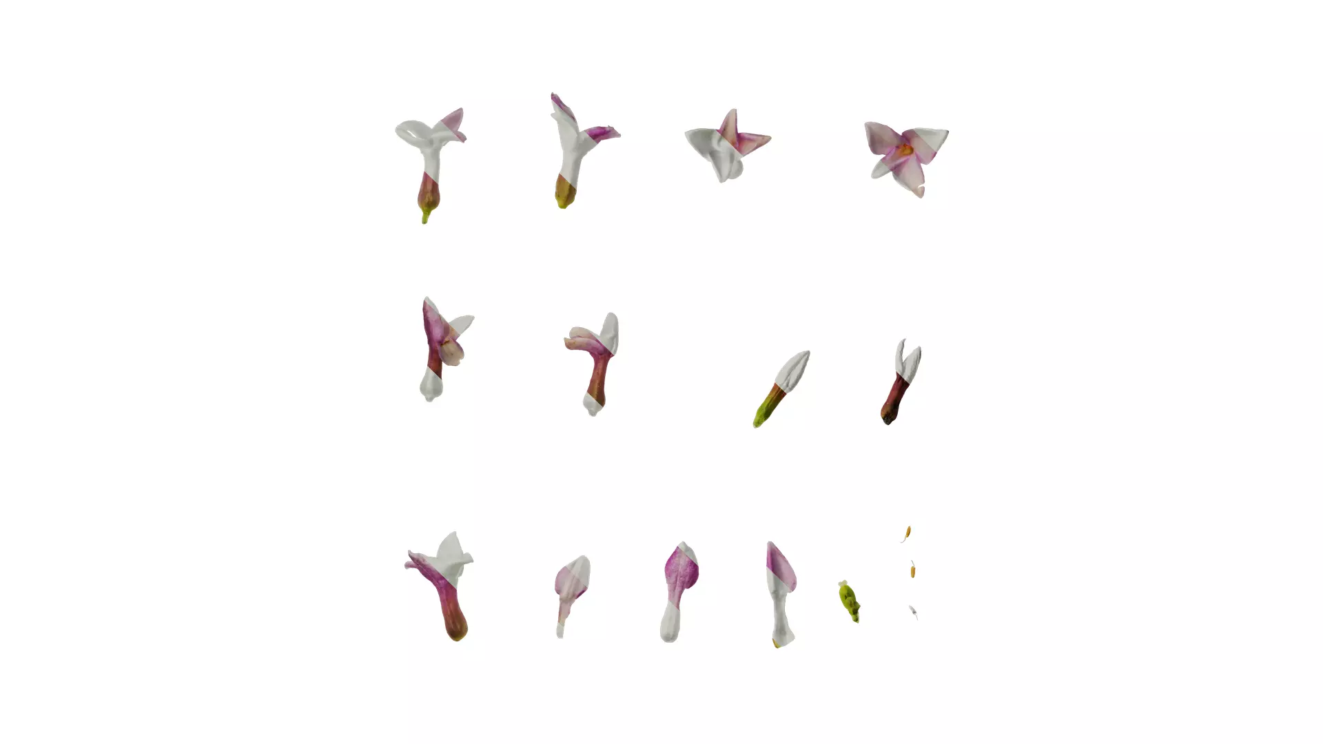 Anydrafts Daphne odora marginata Flower 01 Texture_0