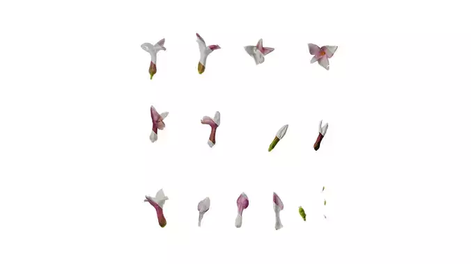 Anydrafts Daphne odora marginata Flower 01