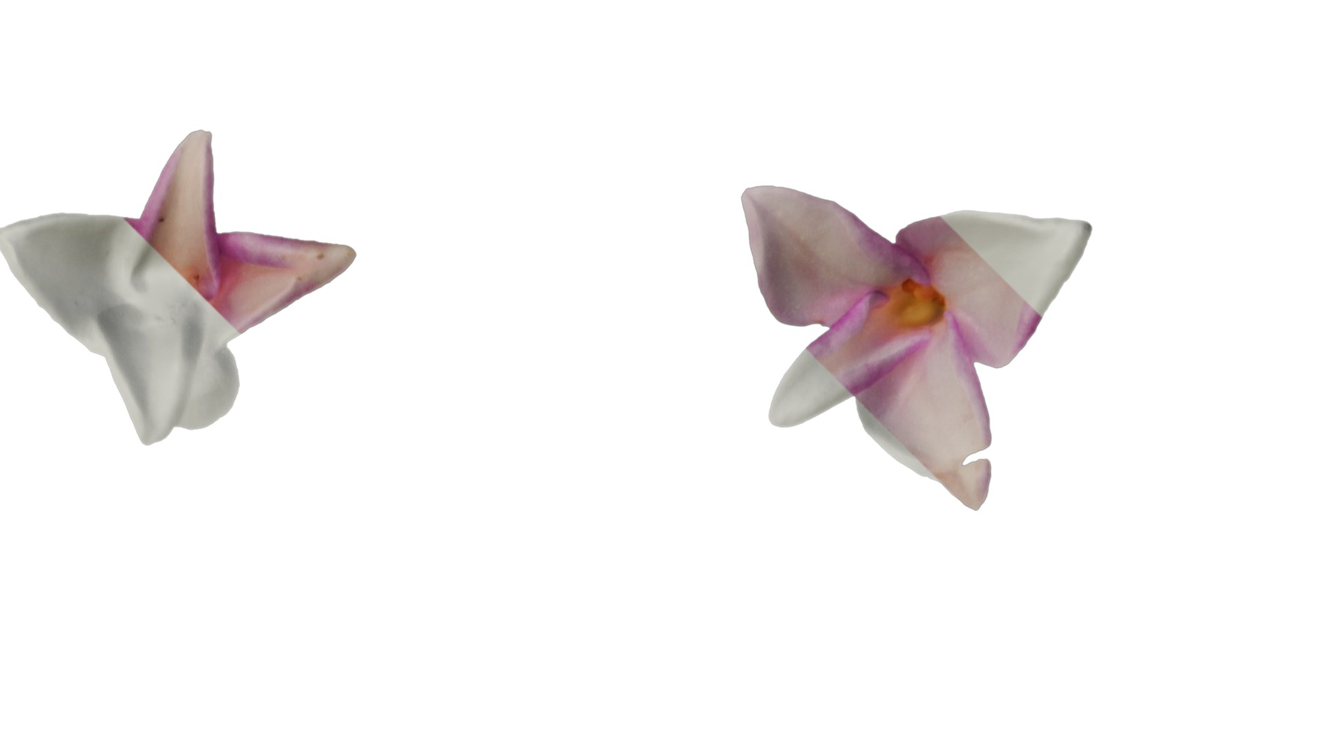 Anydrafts Daphne odora marginata Flower 01 Texture_2