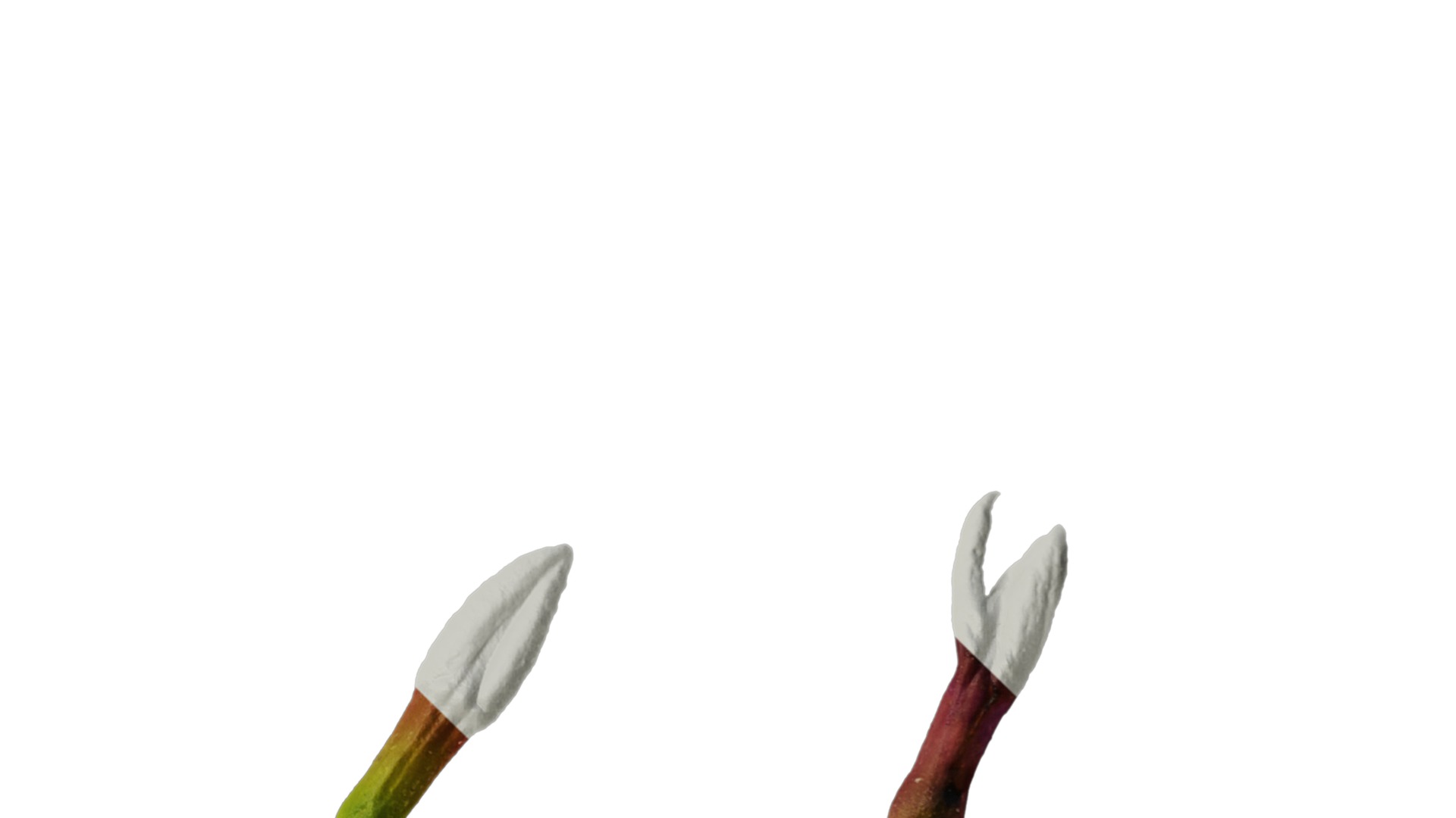 Anydrafts Daphne odora marginata Flower 01 Texture_4