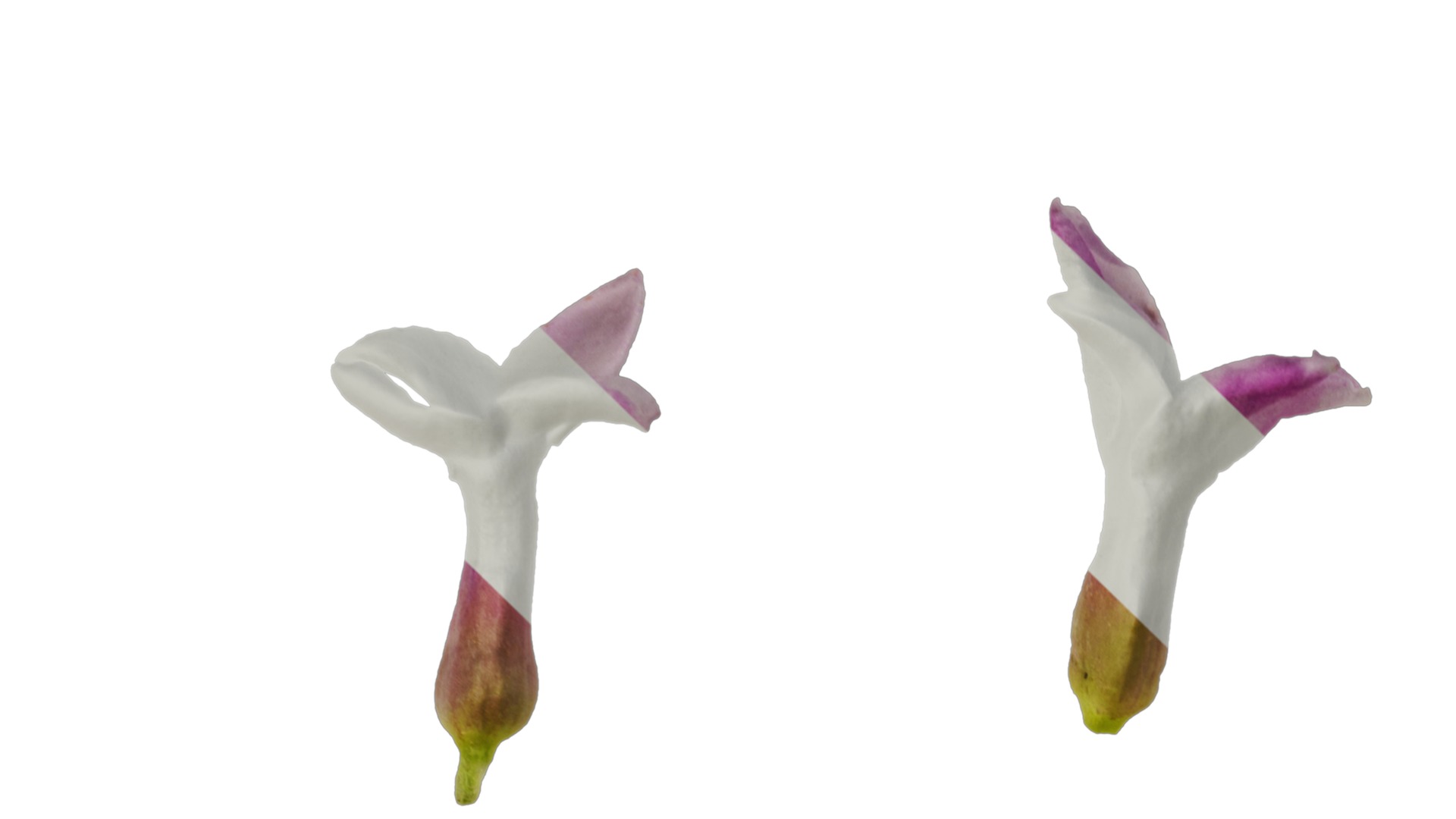 Anydrafts Daphne odora marginata Flower 01 Texture_1