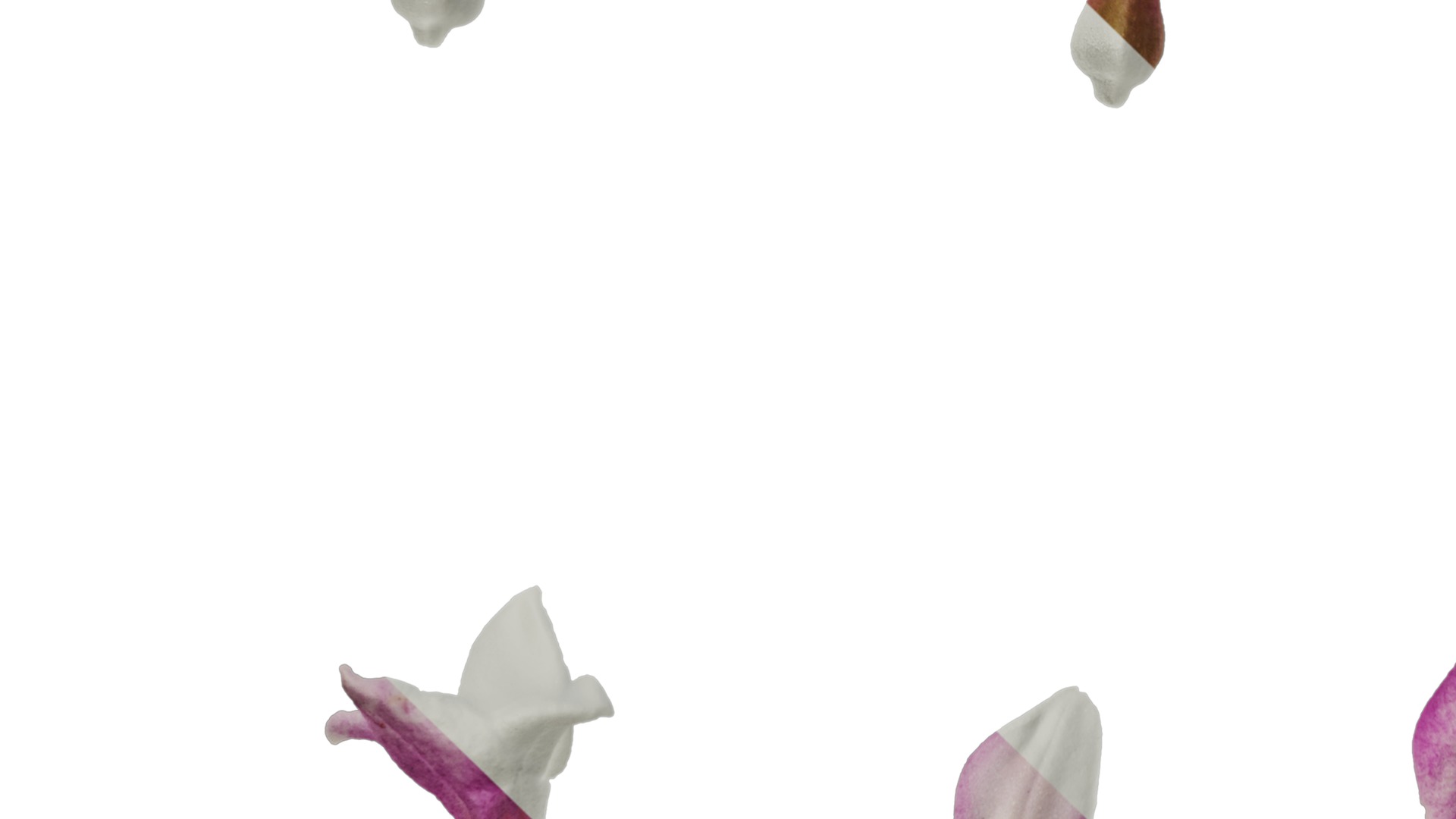 Anydrafts Daphne odora marginata Flower 01 Texture_5