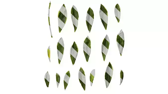 Anydrafts Daphne odora marginata Leaf 01