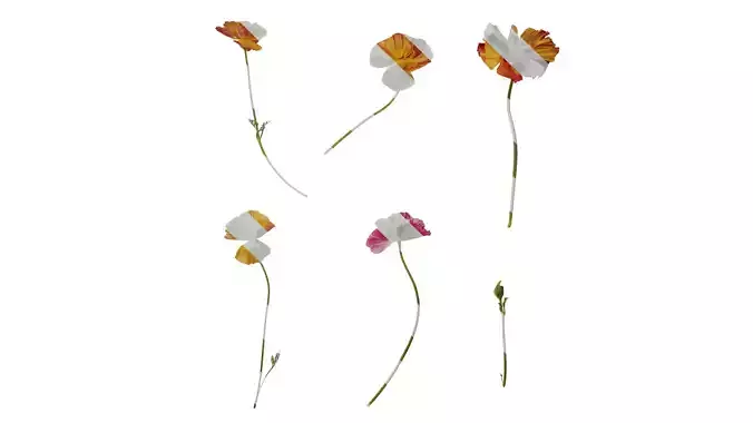 Anydrafts Eschscholzia californica Flower 06