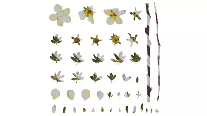 Anydrafts Dasiphora fruticosa Atlas 02