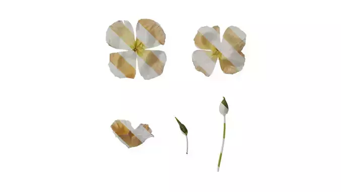 Anydrafts Eschscholzia californica Flower 08