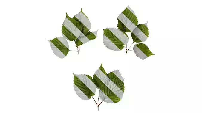 Anydrafts Davidia involucrata Atlas 01
