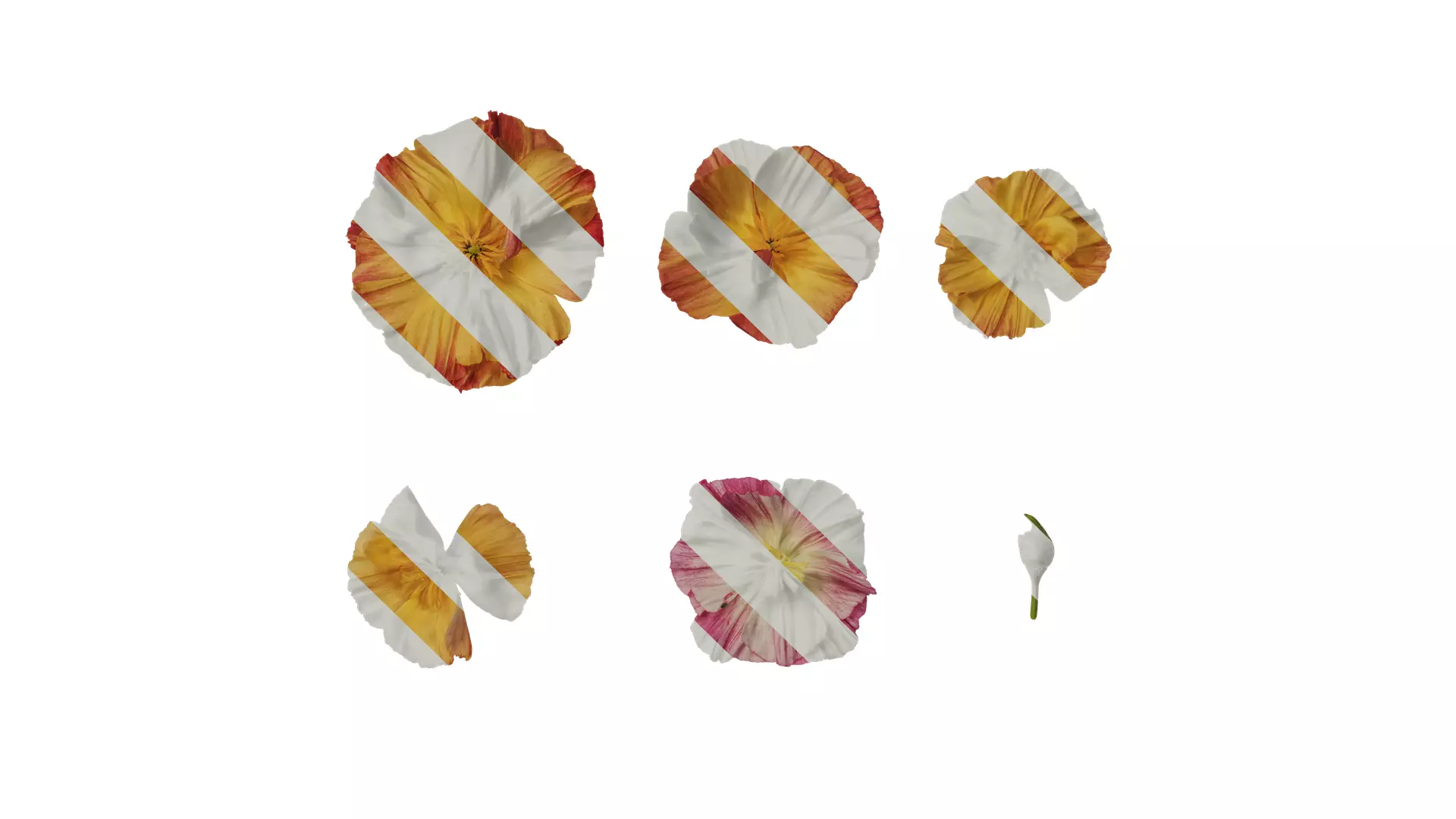 Anydrafts Eschscholzia californica Flower 09 Texture_0