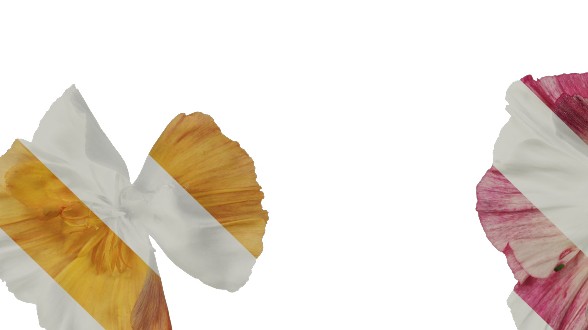 Anydrafts Eschscholzia californica Flower 09 Texture_5